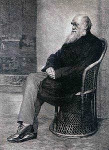 Ritratto di Charles Darwin da American School