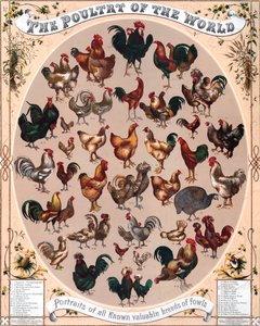 Poster del pollame del mondo da American School