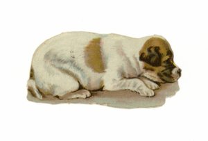 Cucciolo sdraiato