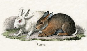 Conigli, da The Natural History of Animals