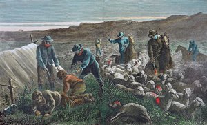 Massacro di pecore durante la guerra delle gamme di Pleasant Valley, Arizona da American School