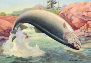 Pesca sportiva: Salmone atlantico in salto da American School