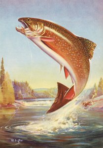 Pesca sportiva: Trota di torrente che salta