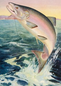 Pesca sportiva: Salmone reale in salto da American School