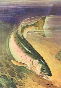Pesca sportiva: Trota iridea sulla lenza da American School
