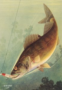 Pesca sportiva: Walleye che attacca un
