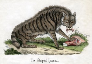 Iena striata, da La storia naturale degli animali da American School