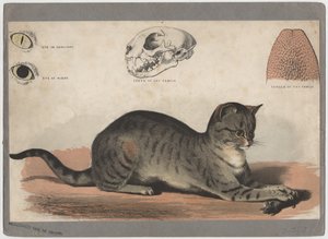 Il gatto