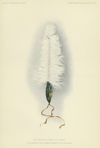 La piuma simbolo di Tirawa (litografia a colori) da American School