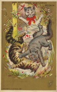 Tre gatti giocosi da American School
