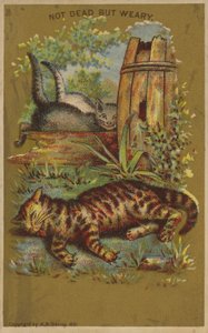 Tre gatti stanchi