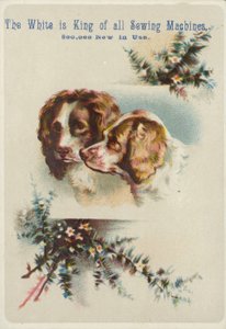 Due teste di cane insieme
