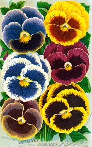 Fiori di viola del pensiero vittoriani da American School