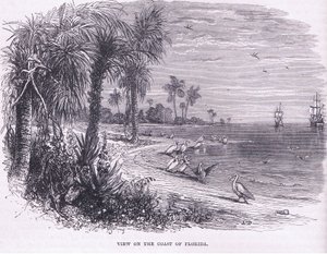 Vista della costa della Florida, illustrazione da 