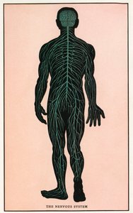 Stampa anatomica vintage del sistema nervoso umano da American School