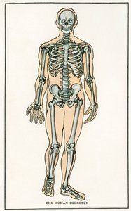 Stampa anatomica vintage dello scheletro umano da American School