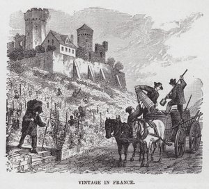 Vendemmia in Francia (incisione)