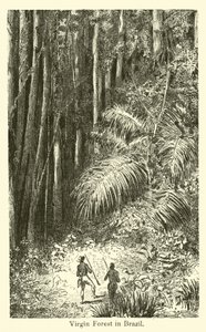 Foresta vergine in Brasile da American School