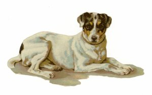 Cane giovane sdraiato