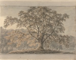 Vedute in Inghilterra, Scozia e Galles: Frassino nel Parco di Londesbro, maggio 1800