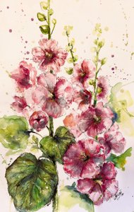 Malvarose rosa vivaci da Anda Bieza