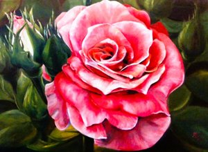 Rosa dai colori vivaci in fiore da Anda Bieza