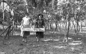 UVA AMARA - I VENDEMMIATORI