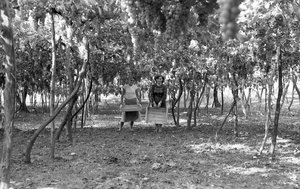 UVA AMARA - LA PERGOLA PRIMA DELLA VENDEMMIA