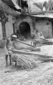 LAVORAZIONE DELLA CANAPA, MACIULLATURA