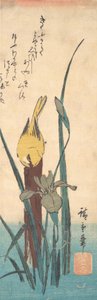 Uccello e Iris