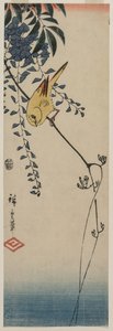 Canarino e glicine, metà 1840 da Ando Hiroshige