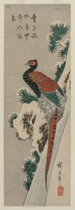 Fagiano di rame presso una cascata innevata, fine anni 1830 o inizio anni 1840