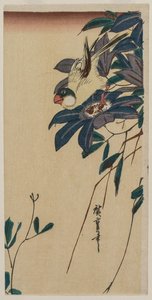 Grosbeak e Clematis, metà degli anni 1830 da Ando Hiroshige
