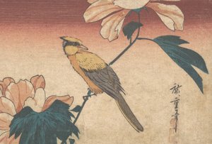 Hibiscus Mutabilis e Ghiandaia da Ando Hiroshige