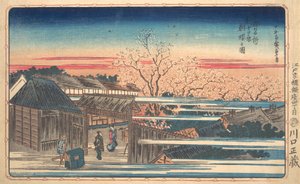 Fiori di ciliegio mattutini a Shin-Yoshiwara da Ando Hiroshige