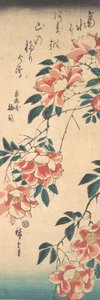 Rose da Ando Hiroshige