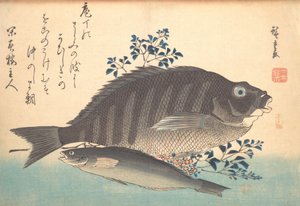 Shimadai e Ainame Pesci, dalla serie Uozukushi Ogni Varietà di Pesce da Ando Hiroshige