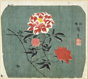 Stampa di ventaglio: Rosa