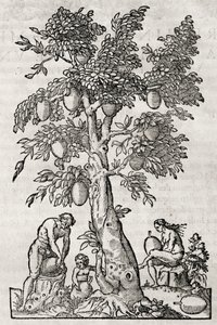 Albero del pane, incisione di Andre Thevet da Andre Thevet