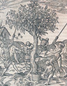 Raccolta del pepe sull