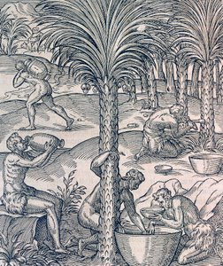 Abitanti di Capo Verde che preparano bevande dalle palme, incisione da Universal Cosmology da Andre Thevet