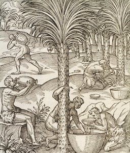 Abitanti di Capo Verde che preparano bevande dalle palme, incisione da Universal Cosmology da Andre Thevet
