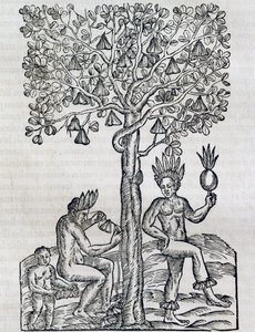 Nana fruit, pianta medicinale tropicale