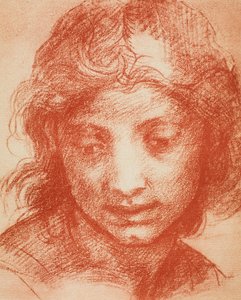 Testa di ragazzo da Andrea del Sarto