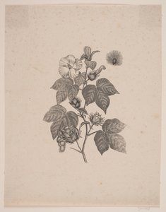 Pianta di cotone da Andreas Flinch