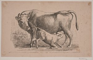 La mucca e il vitello