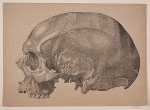 Cranio da Andreas Flinch