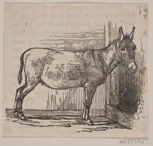 Asino