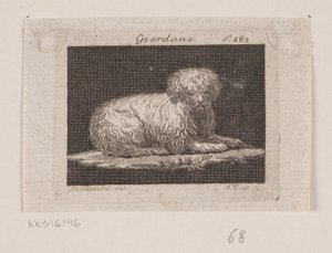 Giordano, un cane sdraiato