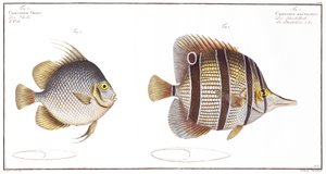 Pesce orb e pesce con becco, pubblicato da Black, c.1790 da Andreas Ludwig Kruger
